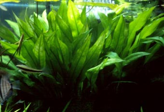 Echinodorus bleheri